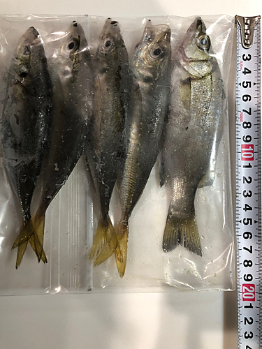 アジの釣果