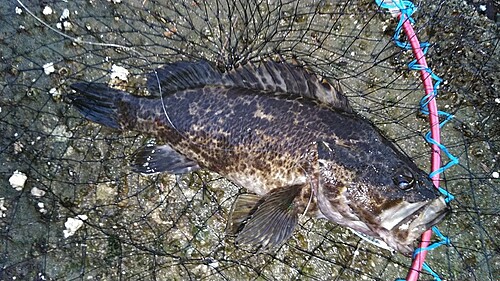 タケノコメバルの釣果