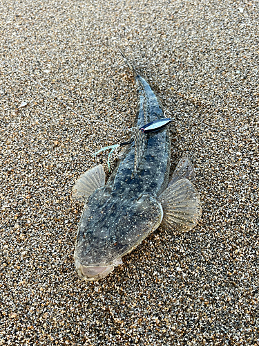 マゴチの釣果