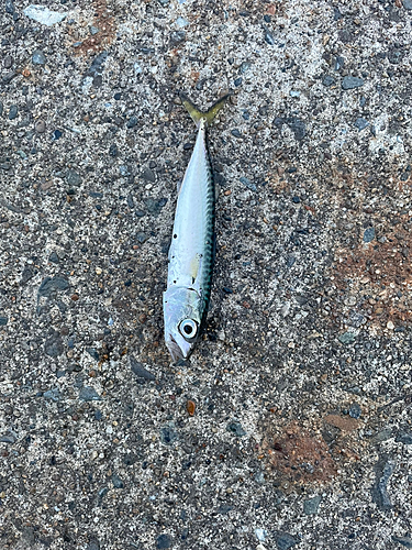 サバの釣果