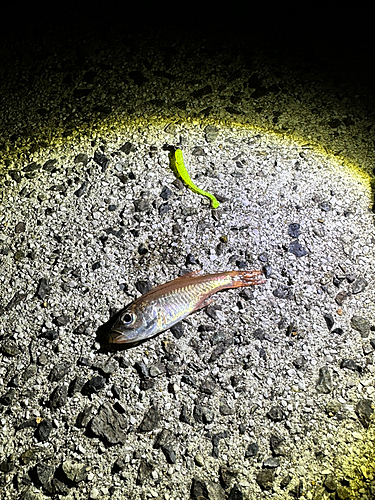 ネンブツダイの釣果