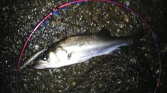 セイゴ（マルスズキ）の釣果