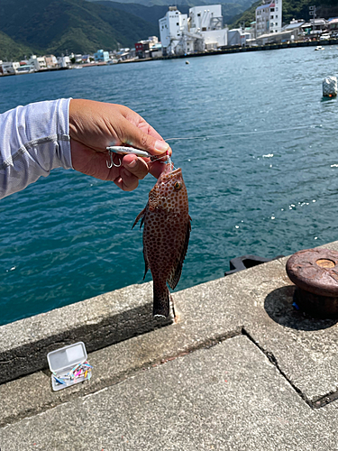 オオモンハタの釣果