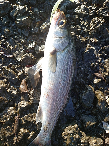 フッコ（マルスズキ）の釣果