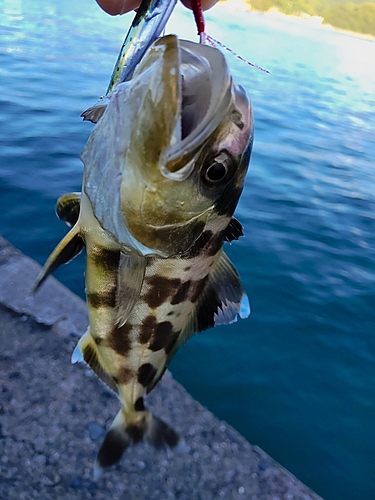 アイブリの釣果