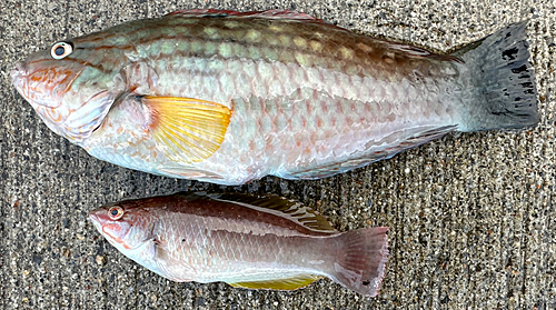 ホシササノハベラの釣果