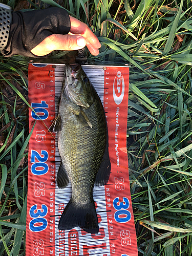 スモールマウスバスの釣果