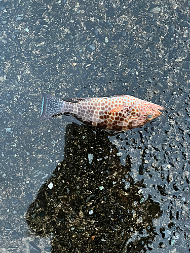 オオモンハタの釣果