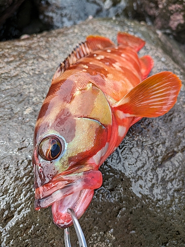 アカハタの釣果