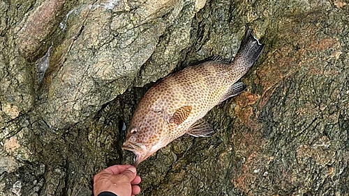 オオモンハタの釣果