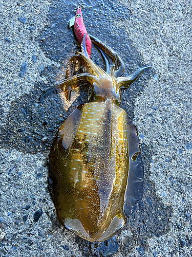 アオリイカの釣果