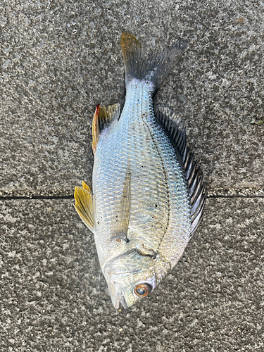 キビレの釣果