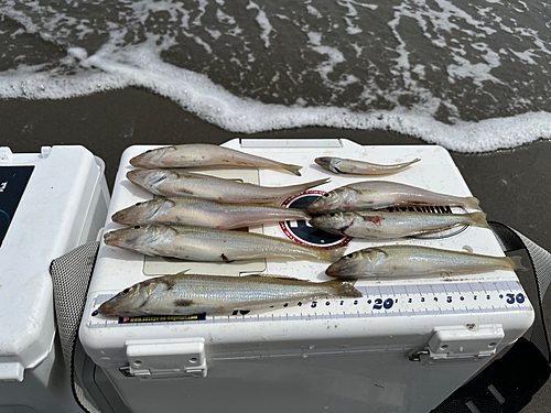 シロギスの釣果