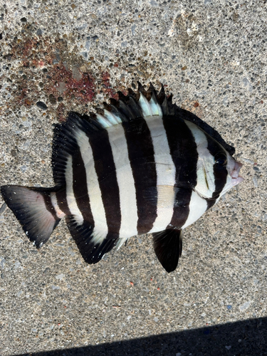 サンバソウの釣果