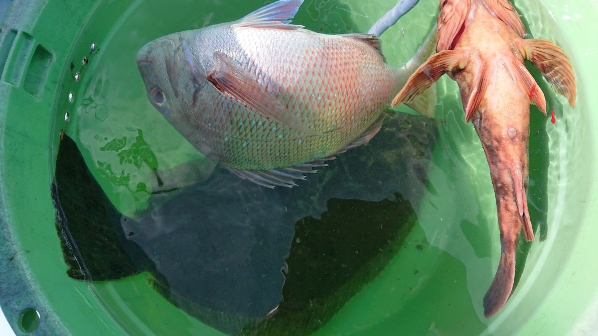 釣りバカじいさんさんの釣果 2枚目の画像