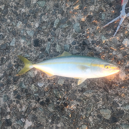 ワカシの釣果