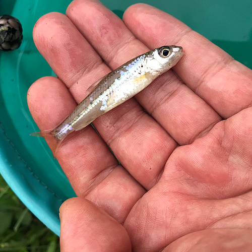 モロコの釣果