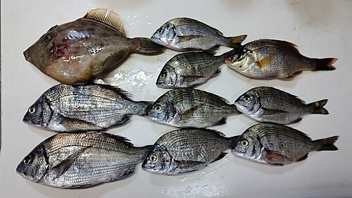 チヌの釣果