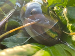 ナマズの釣果