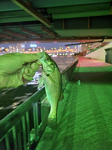 シーバスの釣果