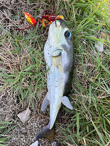 シロサバフグの釣果