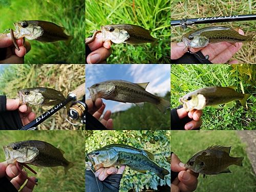 ブラックバスの釣果