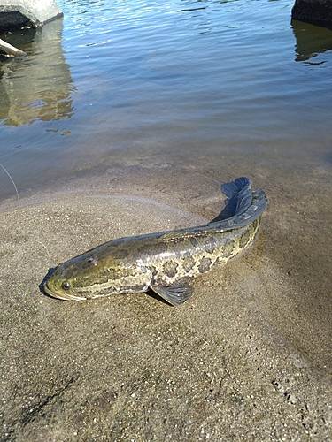 ライギョの釣果