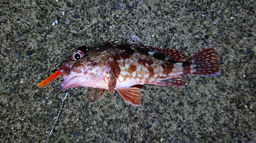 カサゴの釣果