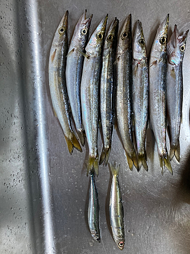 カマスの釣果