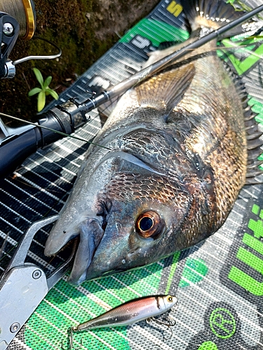 チヌの釣果