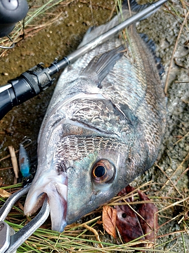 チヌの釣果