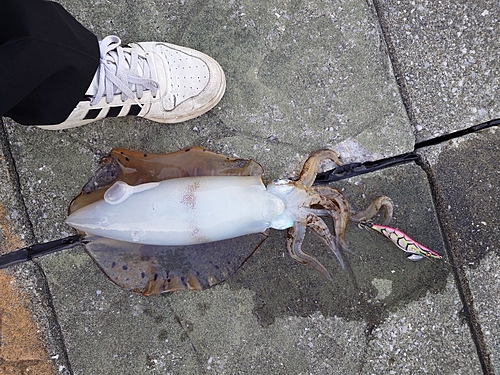 アオリイカの釣果