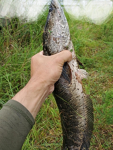 ライギョの釣果