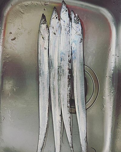 タチウオの釣果