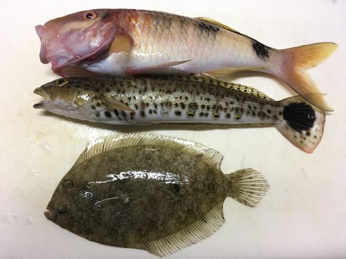 タマガンゾウビラメの釣果