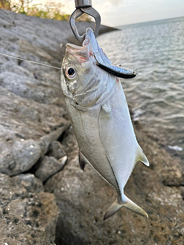 メッキの釣果