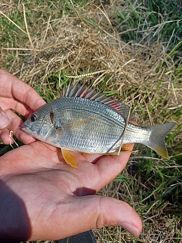 キビレの釣果