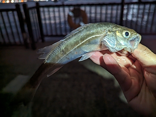 セイゴ（マルスズキ）の釣果