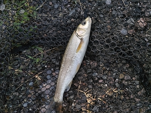 ウグイの釣果