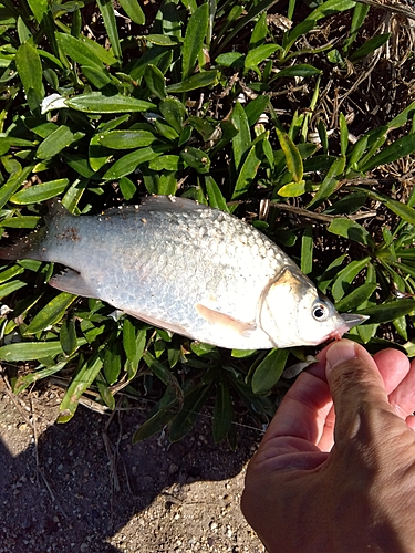 フナの釣果