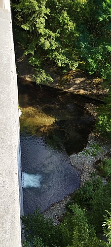 イワナの釣果