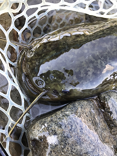 ナマズの釣果