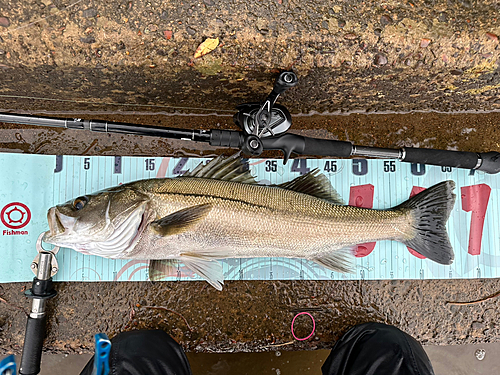 シーバスの釣果