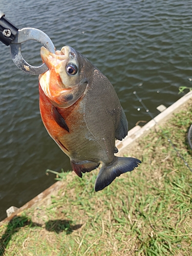 コロソマの釣果