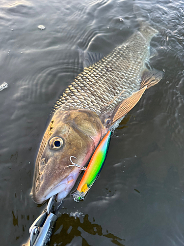 ニゴイの釣果