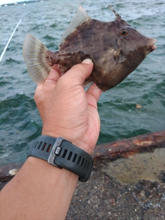 カワハギの釣果