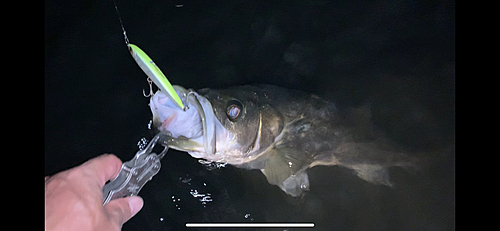 シーバスの釣果