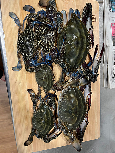 ワタリガニの釣果