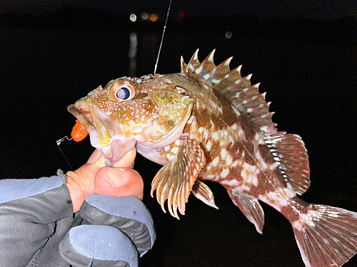 ガシラの釣果