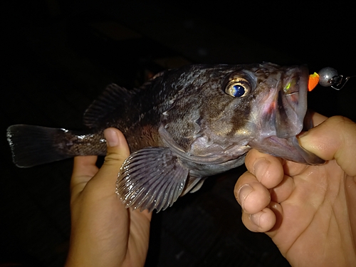 クロソイの釣果